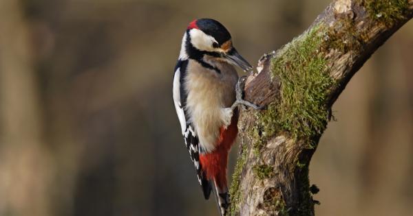 Ако започнем да си блъскаме главите в дърветата няма да