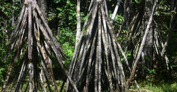 Много се е изписало за един особен вид палма наречена