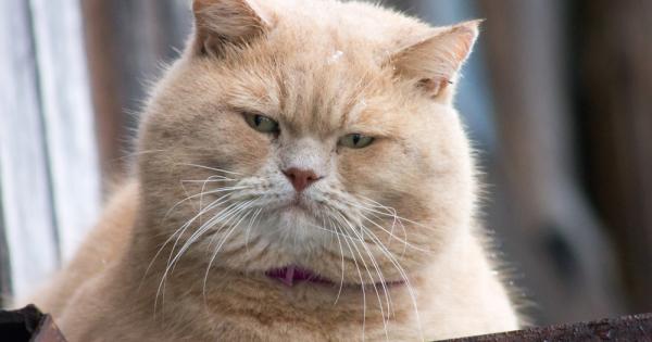 Едва ли ще се изненадате от факта че затлъстяването не