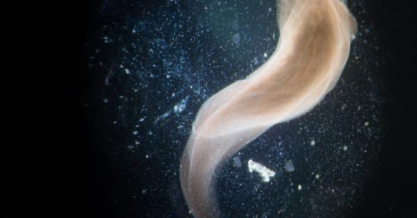 Британски експерти от Университета в Нотингам успяха да създадат цяла