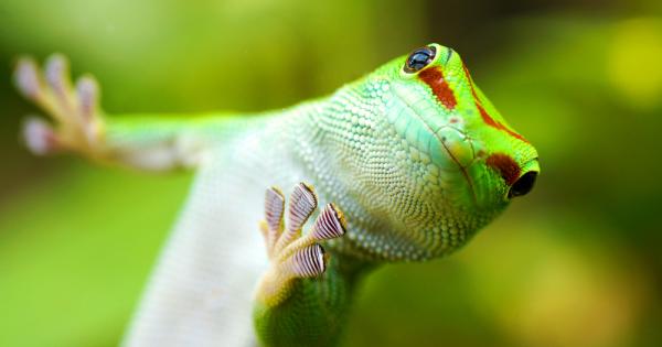 Победителят в тазгодишното издание на Famelab 2017 чийто бляскав финал