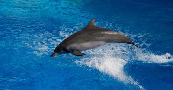 В океана на бизнеса плуват четири вида животни  акула делфин