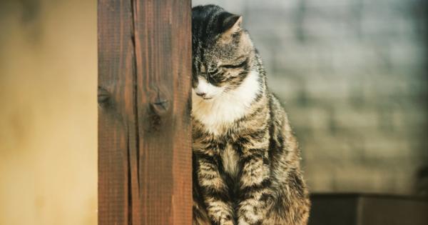 Доскоро в Лондон живееше млада двойка далматински кучета на име