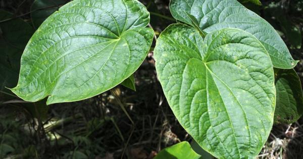 Според ново изследване следните три хранителни добавки са най ползотворни при