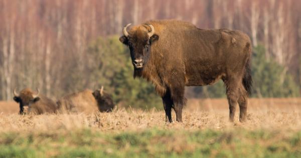 Зубърът Bison bonasus се завръща в дивата природа в Румъния