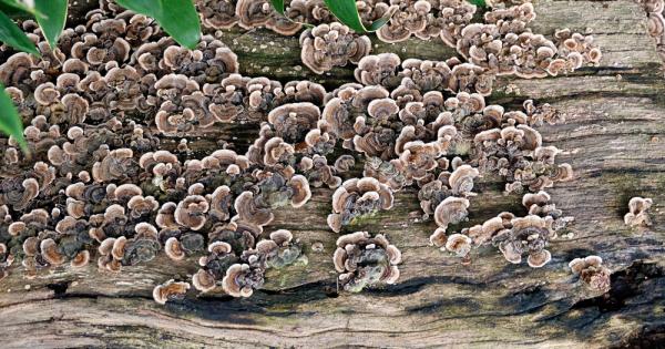 Два вида фунгус са изолирани от силно токсична мина в