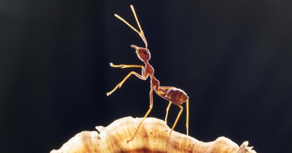 Изненадващо или не мравката има по голям мозък в съотношение с