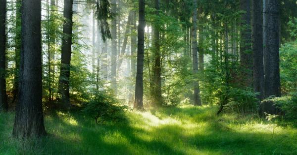Един трилион новозасадени дървета могат да спасят планетата от парниковия