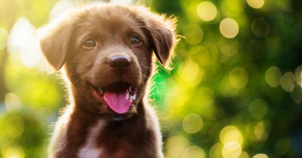 Ново изследване показа че ако гледате куче у дома това