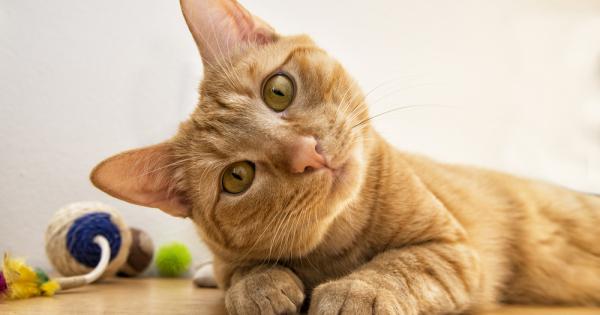 Всеки знае какво капризно и своенравно животно е мъркащата красавица