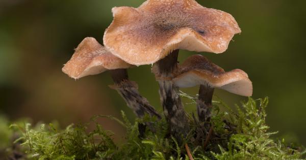 Някога над света са властвали същества които са били много