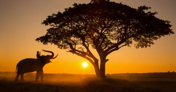 Мравки могат да откажат слонове от желания от тях обяд