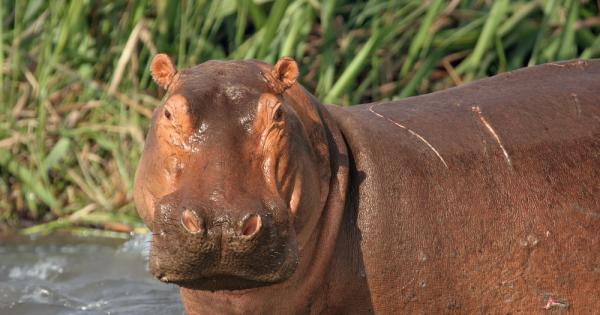 Преди време учени разкриха тайната на кървавата пот на хипопотамите
