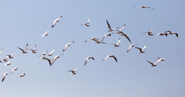 Вековната мистерия за миграцията на птиците май е на път