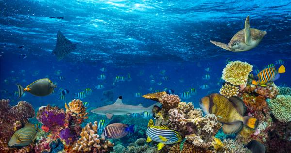 Големият бариерен риф както и много други красиви рифове по