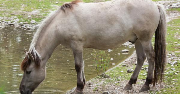 С 16 млади кончета се увеличиха стадата на свободно живеещите