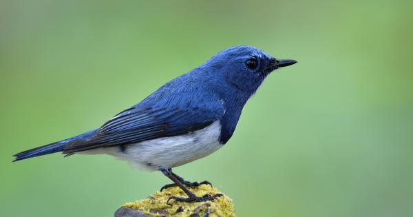 Сприятелили се Човекът и Мечтата — Хайде да догоним Синята Птица