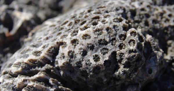 В отдалечен резерват бяха открити най старите познати форми на живот