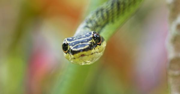 Учени изясниха как някои змии покоряват въздушната стихия съобщи LiveScience