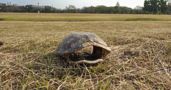 Появили се за пръв път преди повече от 200 милиона