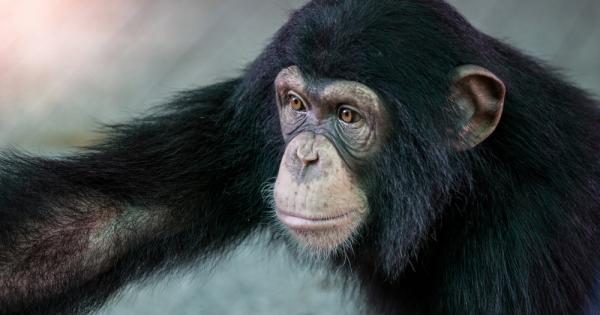 Шимпанзетата са безкористни и добросърдечни когато стане нужда да се