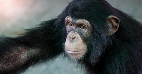 По продължение на милионите години за които хората и шимпанзетата