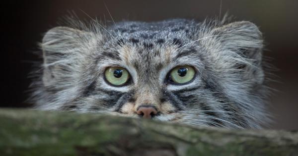 В безводните азиатски степи живее една неуловима и благородна котка
