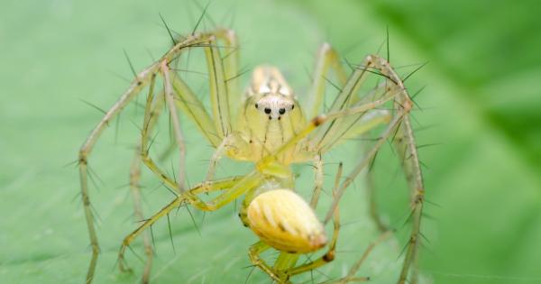 Ако паяците вече ви изнервят може би този новооткрит научен
