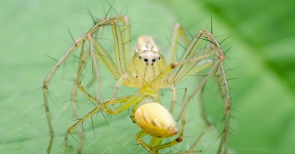 Ако паяците вече ви изнервят може би този новооткрит научен