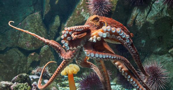 Учени направиха изключително интересно откритие – град на октоподи Откритието