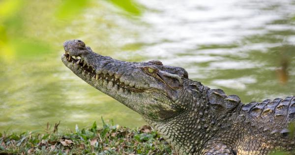 Въпреки че повечето крокодили се хранят около 50 пъти годишно