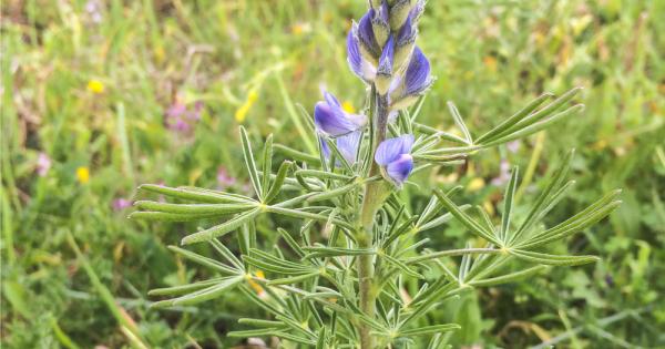 След дълги години изследвания синята лупина се превръща в източник