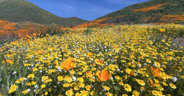 Прашните хълмове на пустинята Анза Борего в южна Калифорния се обсипаха