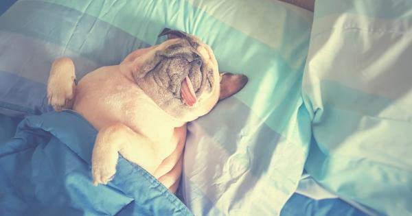 Учените имат добра новина за поспаланковците според различни проучвания совите