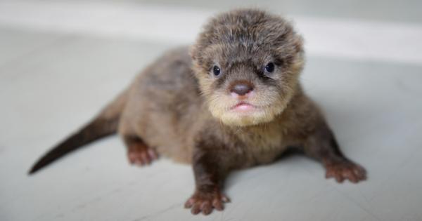 Забравете за бляскавите звезди Истинските спортни герои са онези които