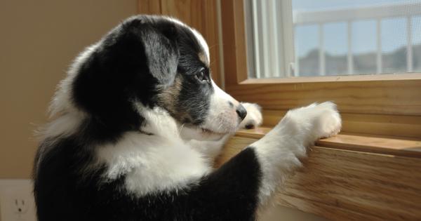 Незаслужена е славата на кучетата че имат къса памет и