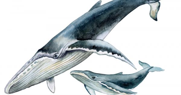 Какво общо имат камилата и ехидната И двете са бозайници