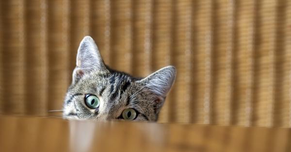 Позната картинка котката скача върху масата и бута кристалния пепелник