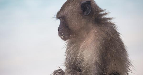 Делфини и маймуни показват признаци на рефлективно съзнание което регулира