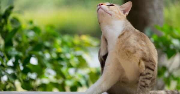 Учени от Кеймбриджкия университет разкриха тайната на бълхите – как