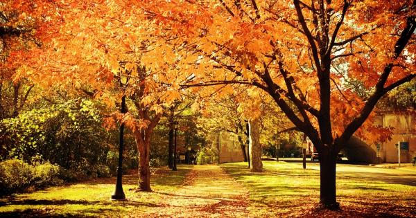 Лятото отмина отдавна настъпи есента Листата на дърветата окапват въздухът