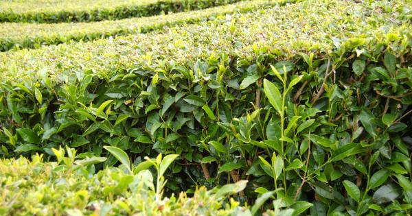 От един вид растения могат да се отгледат много различни