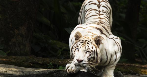 Естествената красота на животните не престава да ни вдъхновява Германският