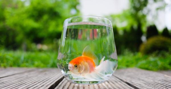 Зрението на златните рибки е изненадващо за размерите им Тези