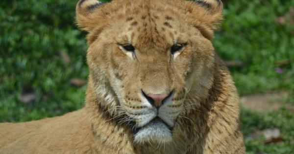 Когато таткото е лъв а майката е тигър се получава