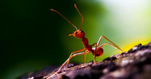 Не само хората общуват в социални мрежи като Facebook Ентомолози