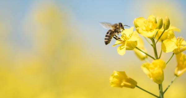 Пчелите са много важни за природата Известни са със своята