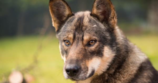 Първият най добър приятел на човека вероятно е бил сив вълк