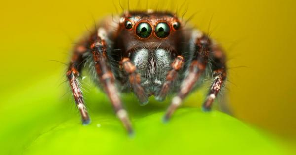 В нашето съзнание думите паяк и паяжина са неразделни И