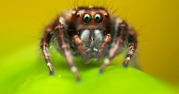 В къщи сте седите на вечеря и внезапно виждате осемкрак